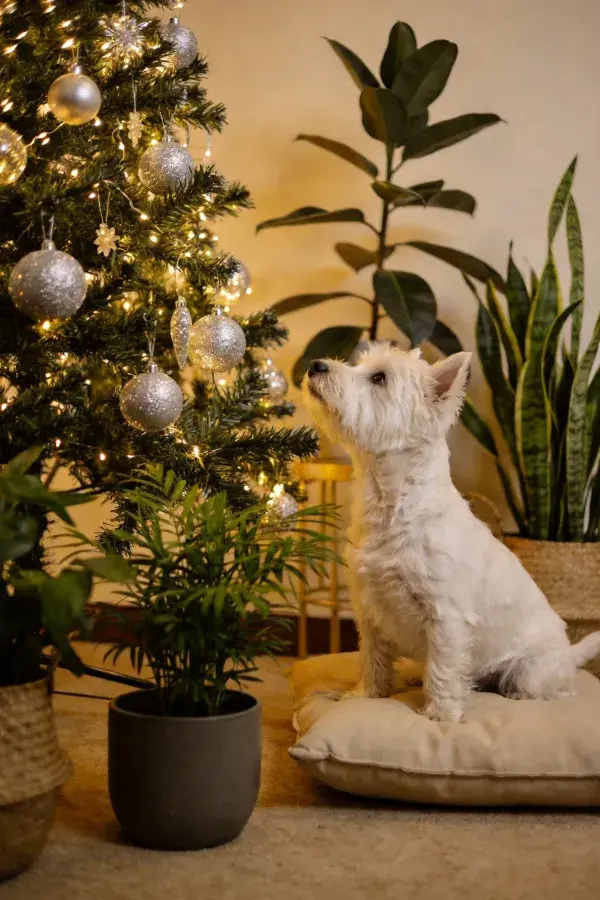 西高地白梗犬注视圣诞树瞬间