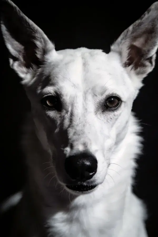 黑白特写中的混血猎犬肖像