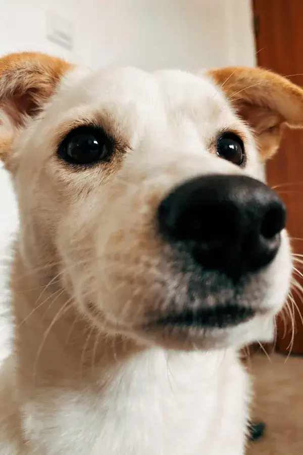 近景拍摄的白棕相间混种犬肖像