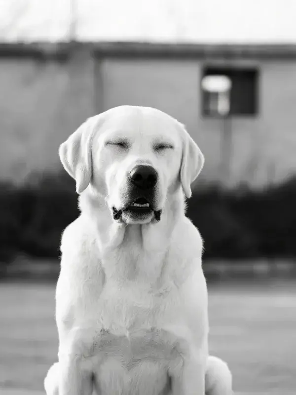 阳光下建筑物旁的拉布拉多犬特写