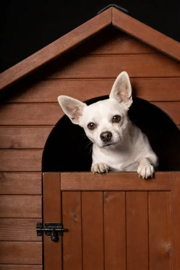 吉娃娃犬探出头的小木屋场景