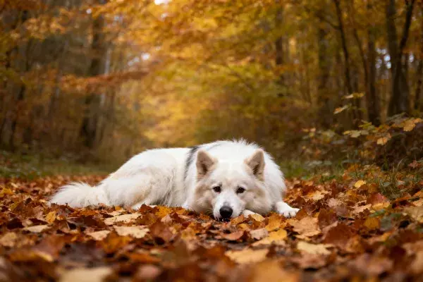 秋日林间落叶小径上的萨摩耶犬