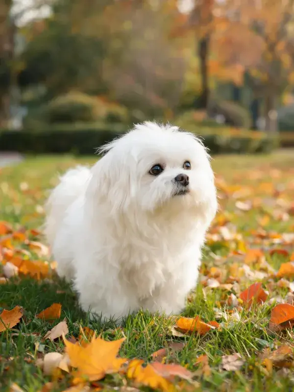 马尔济斯犬在落叶覆盖的草地场景特写