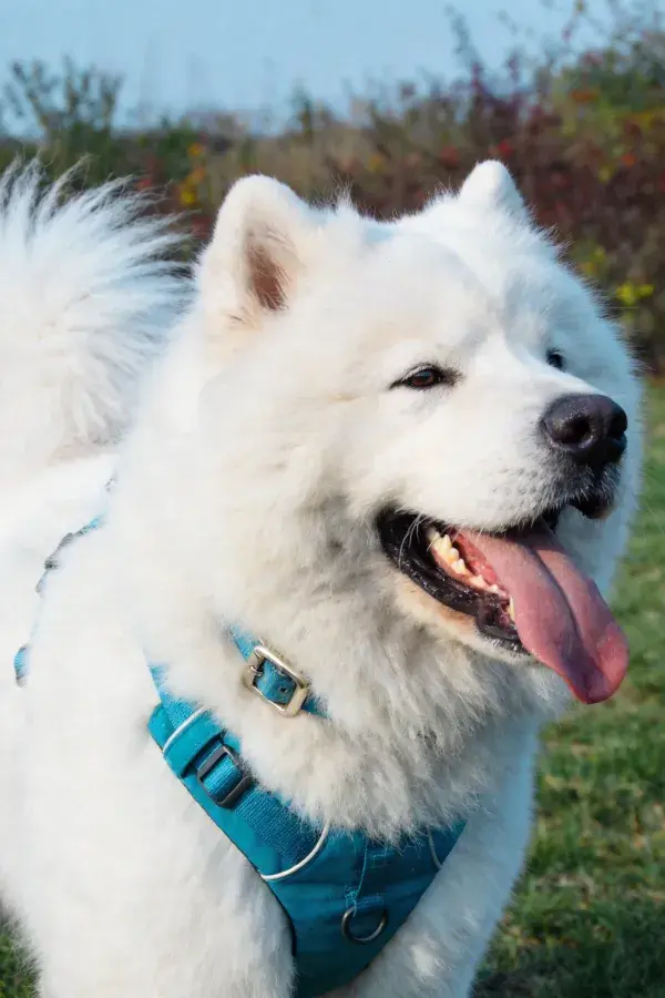 萨摩耶犬在户外的状态展示