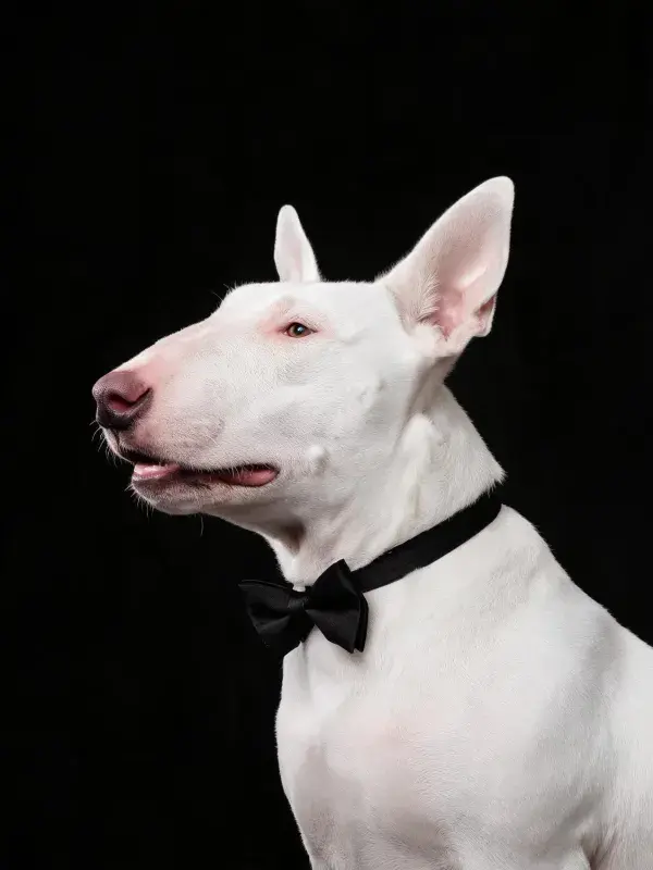 牛头梗犬佩戴领结的特写画面