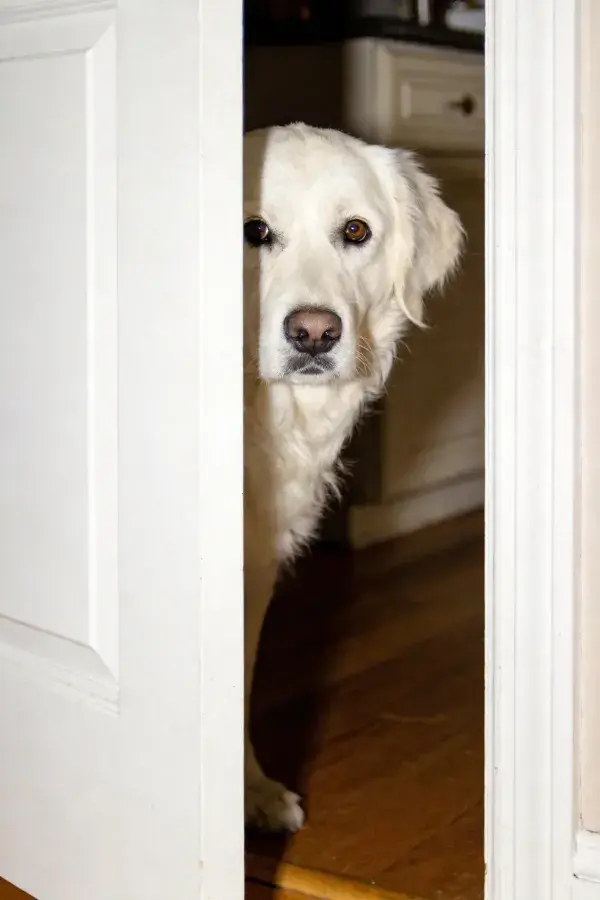 白色金毛犬透过门框张望的场景