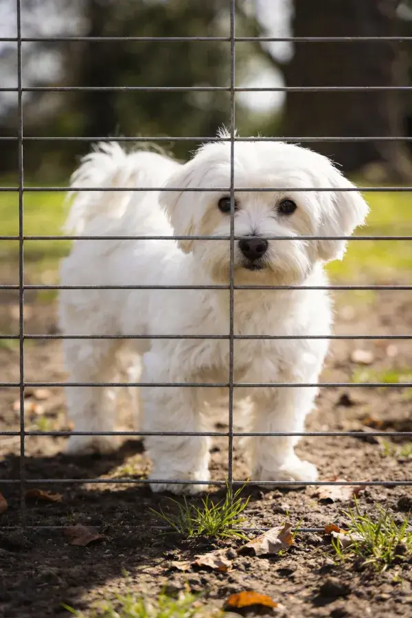 铁栏后蓬松毛发马尔济斯犬特写