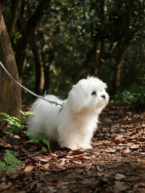 阴凉林间的小白长毛犬特写