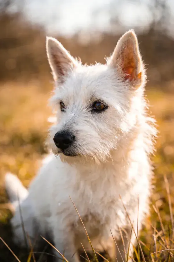 西高地白梗犬草地凝视瞬间