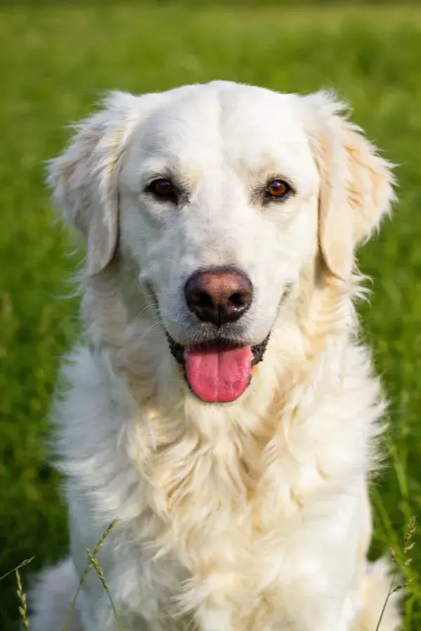 阳光下草地上的白金毛犬特写