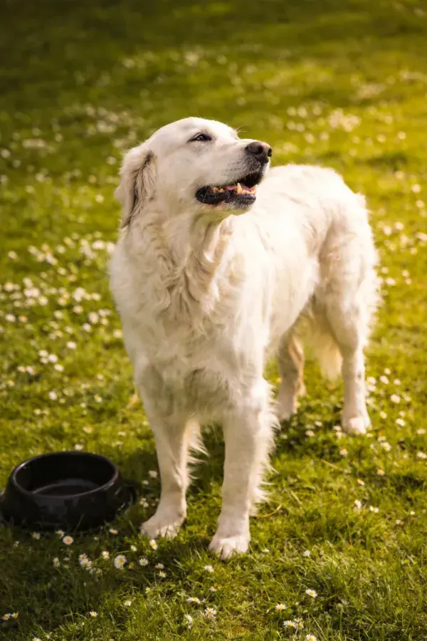 金毛寻回犬于花草草地场景捕捉