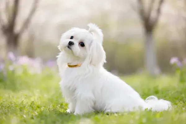 清新草坪上的白色马尔济斯犬特写