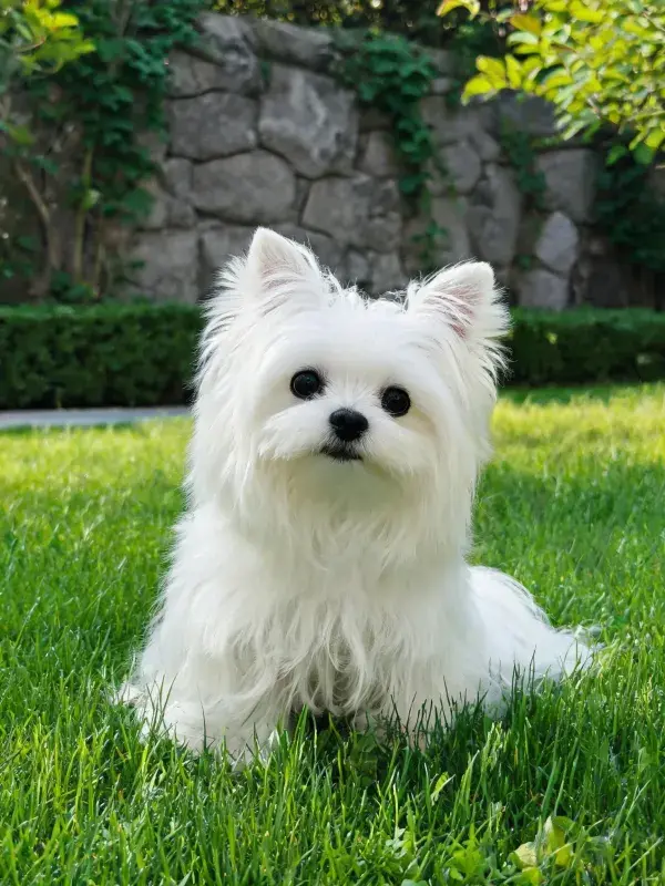 阳光草坪上的马尔济斯犬特写