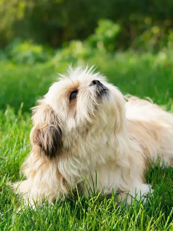 拉萨犬在草地上的特写