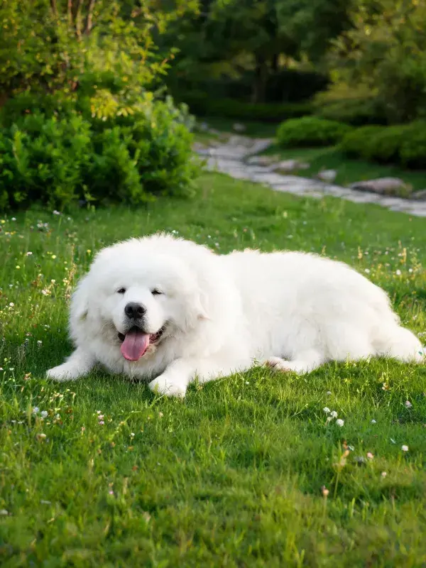 阳光下的草坪大白熊犬休憩场景