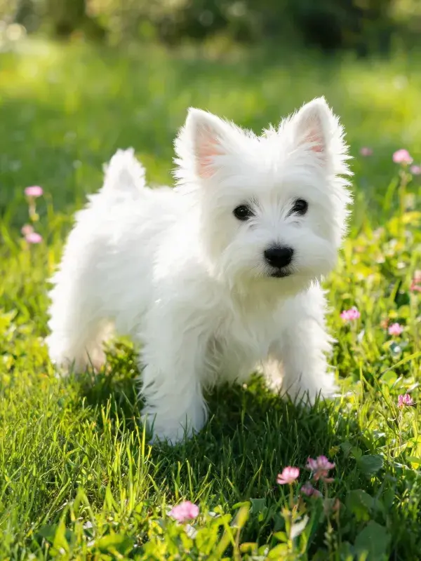 阳光草地上的西高地白梗幼犬