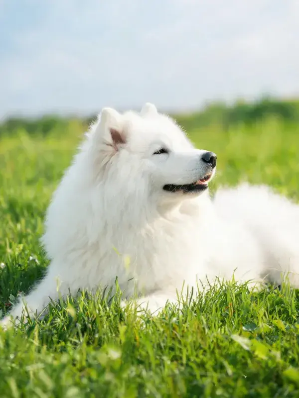 草地上的萨摩耶犬特写镜头