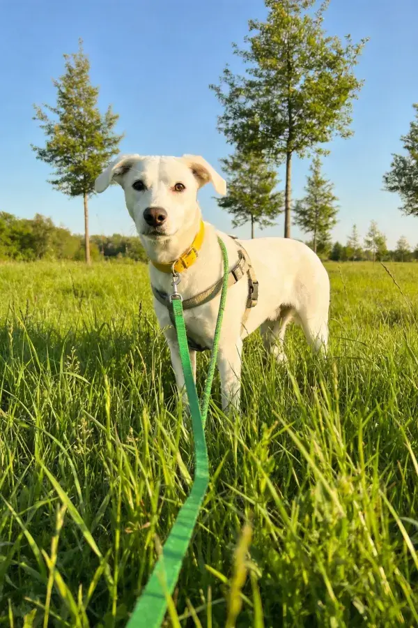 绿色牵引绳下的白色混种犬于草地