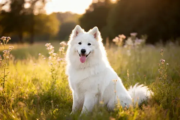 萨摩耶犬在阳光草地场景中