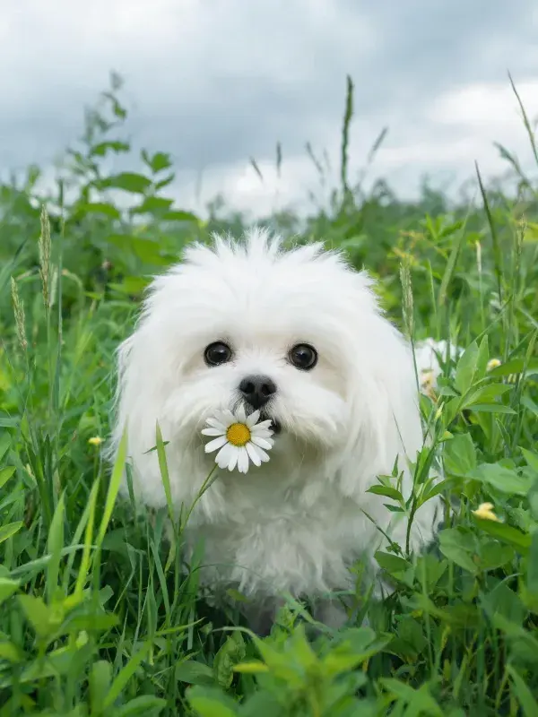 马尔济斯犬叼花于草地