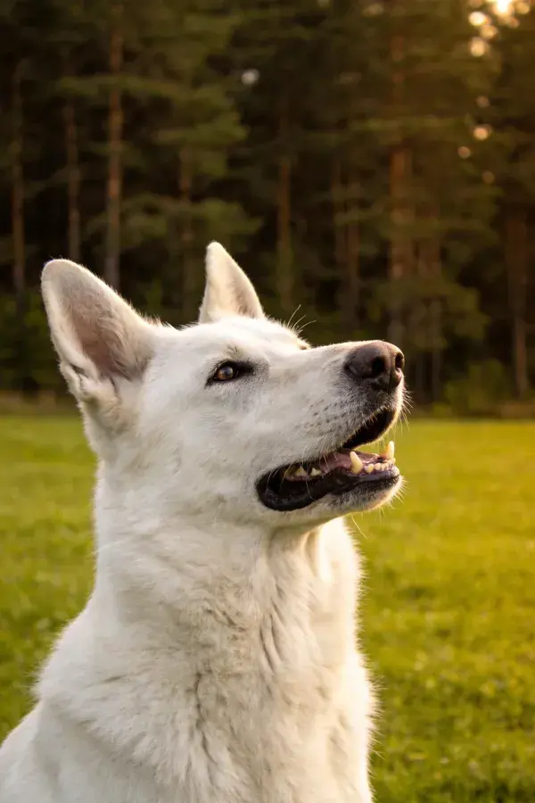 林边草地上的白色德国牧羊犬