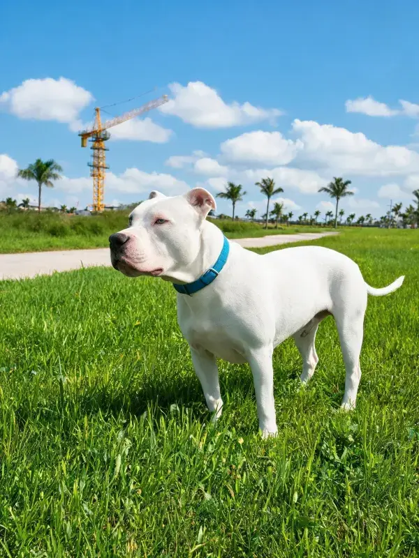 青草地上站立的美国斯塔福梗犬场景