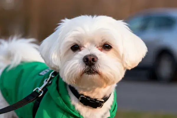 马尔济斯犬户外穿戴特写场景