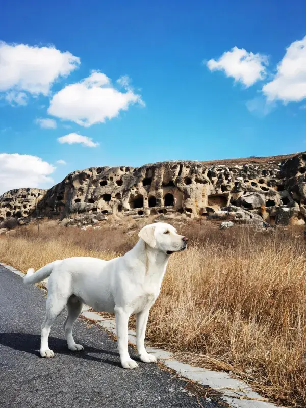 拉布拉多猎犬凝视远方的户外场景