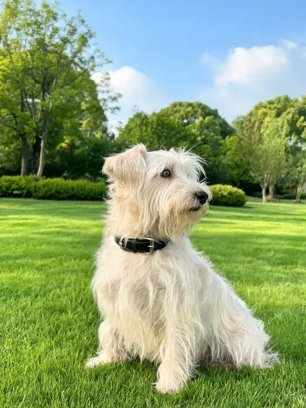 公园草坪上的白色长毛梗犬