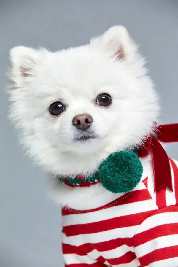 博美犬穿节日服饰特写画面