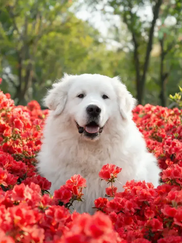 花园中大白熊犬与红花场景