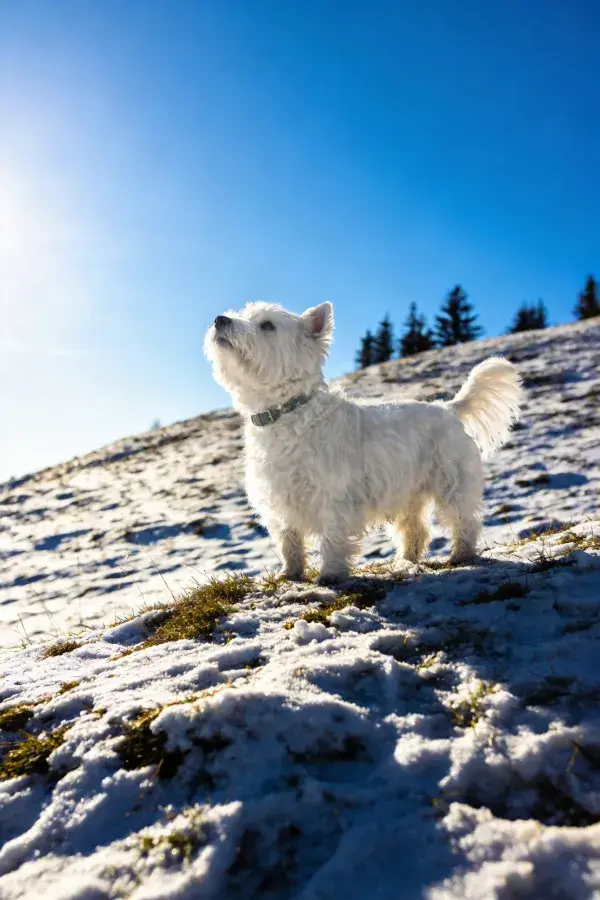 西高地白梗犬于雪地山坡仰望场景