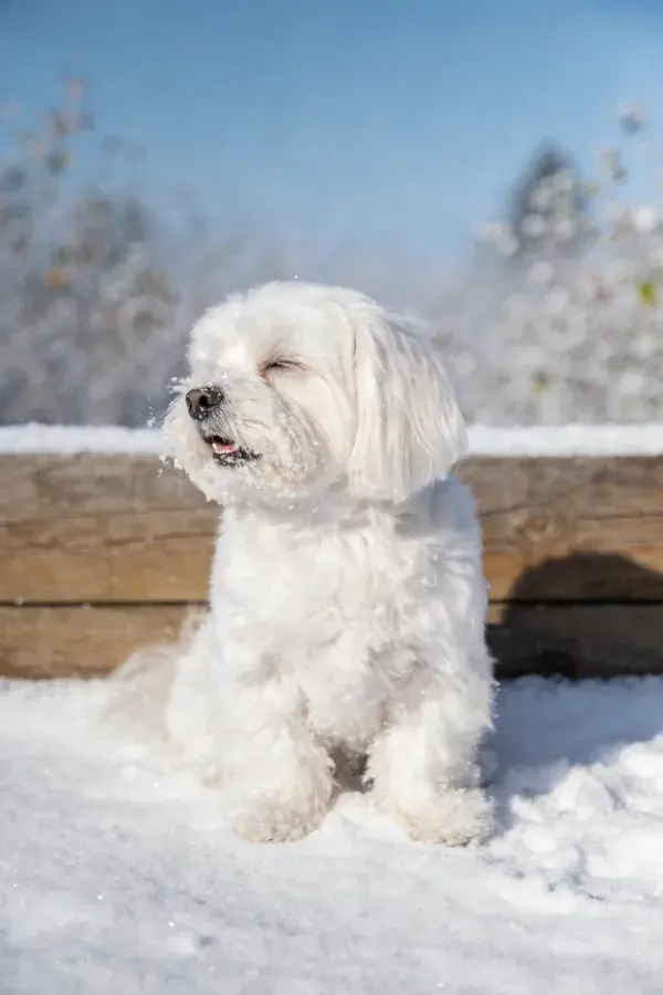 雪地中白色马尔济斯犬的瞬间