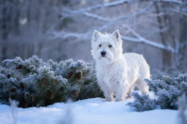 西高地白梗犬于冬季雪景中的状态捕捉