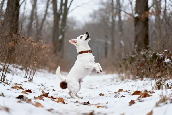 雪地中跳跃的白色斯匹茨犬