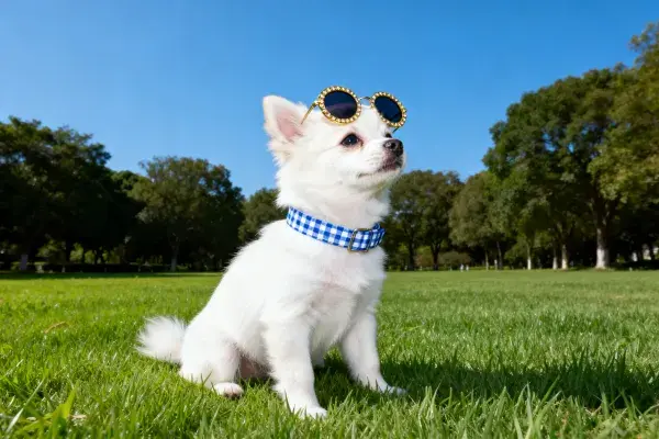 阳光草地上的博美犬造型展示