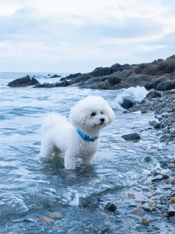 比雄犬在海边浅滩的姿态特写