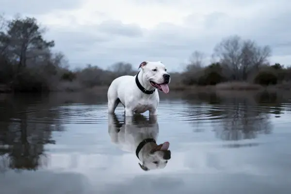 斯塔福德梗犬立于水面倒影清晰