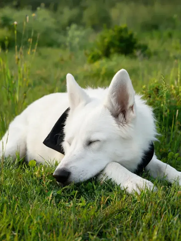 草地中白色北欧牧羊犬幼犬休憩场景
