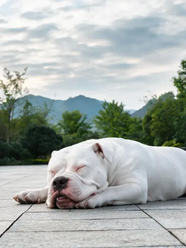 美国比特犬石板路上的休憩特写