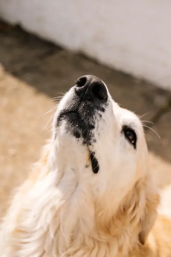 阳光下金毛寻回犬仰视特写