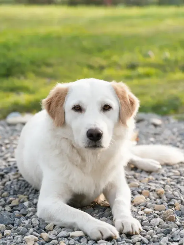 阳光下碎石路上的金毛犬特写