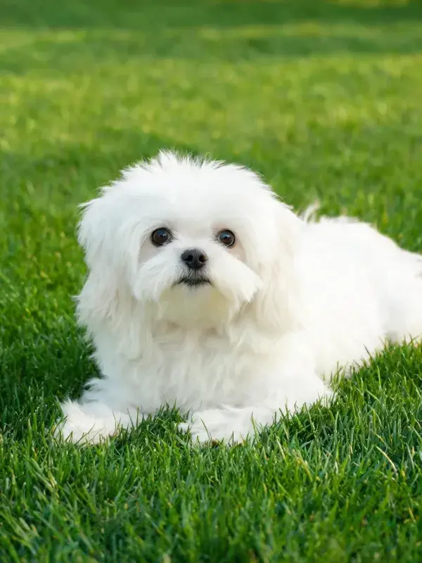 白色马尔济斯犬在草坪上的特写