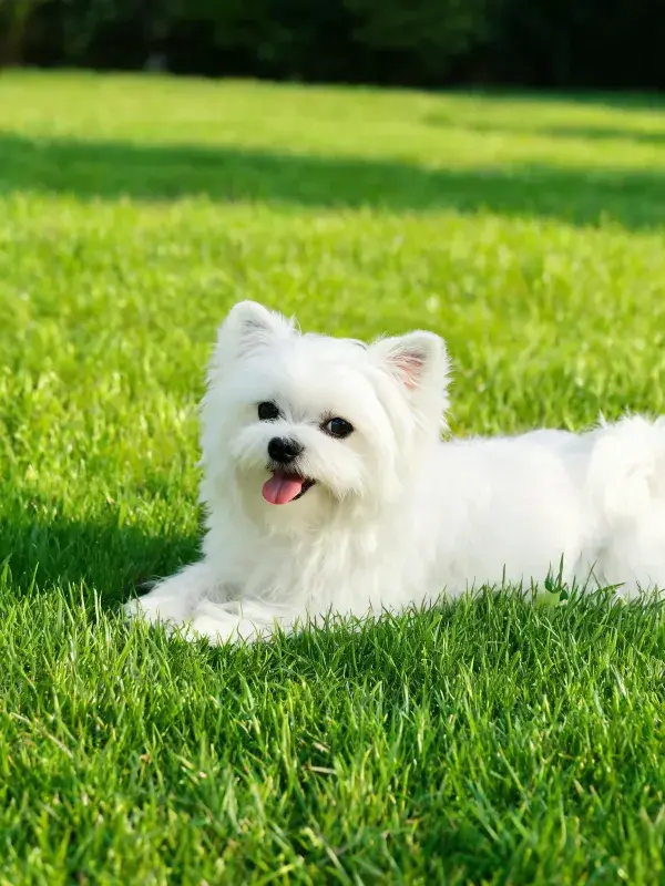 阳光下的西高地白梗犬休憩