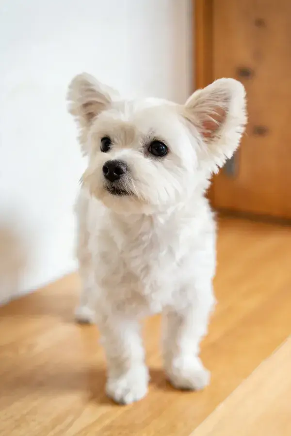 西高地白梗犬室内站立姿态