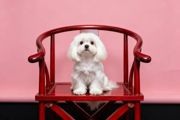 马尔济斯犬坐于红木椅上
