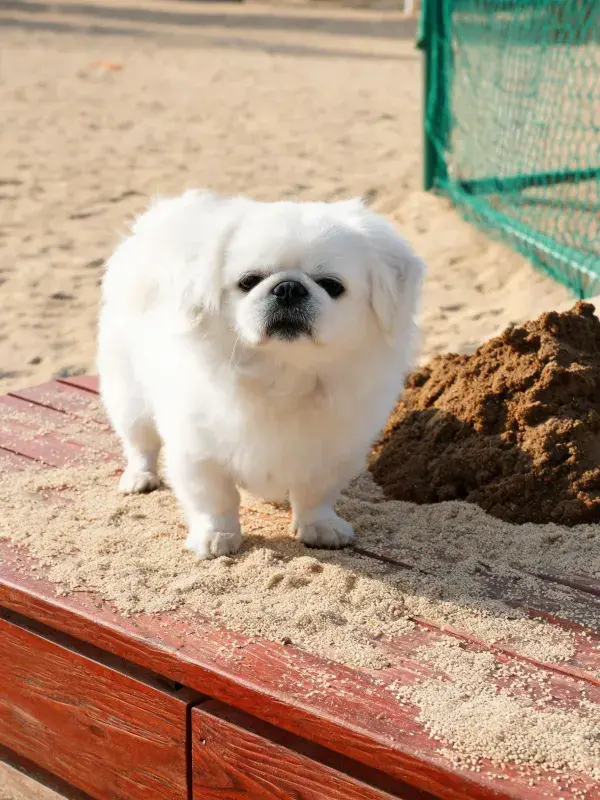 沙滩木平台上站立的白西施犬