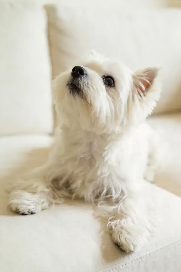 西高地白梗犬特写画面
