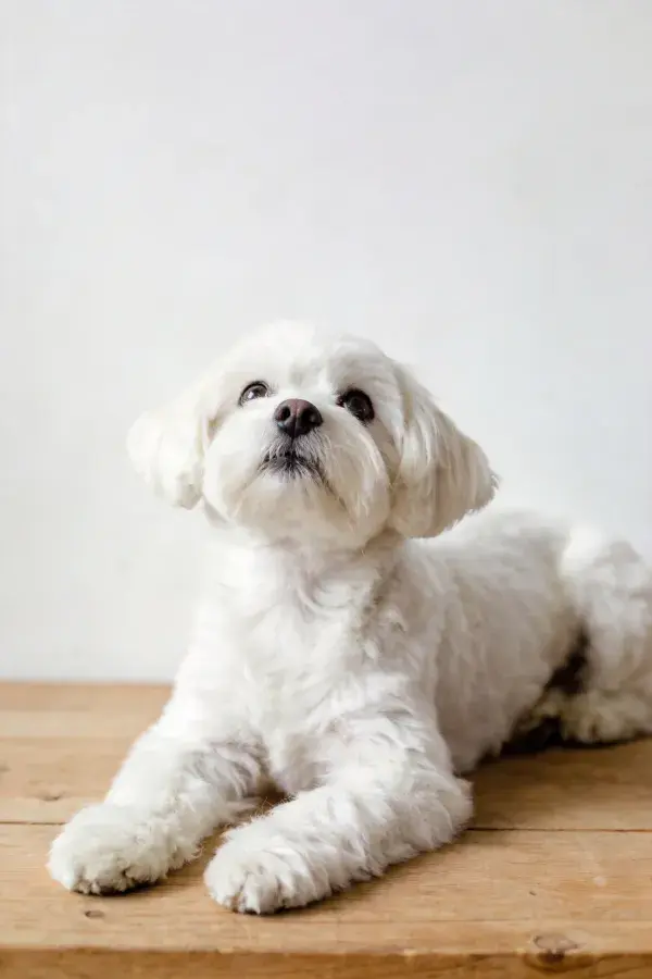 马尔济斯犬安静趴卧木质平台场景