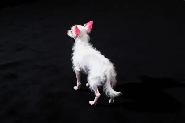 中国冠毛犬站立于纯黑背景前